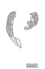 Charger l&#39;image dans la galerie, Milia Asymmetrical leaf Gold Statement Earrings
